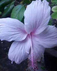 Close-up of flower