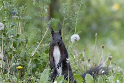 Squirrel in a meadow