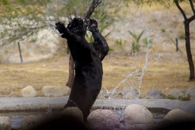 Black leopard splashing water