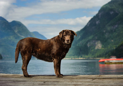 View of dog standing on wooden jetty by lake with mountains in background against cloudy sky