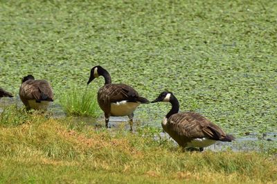 Ducks on grass