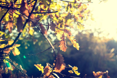 Close-up of maple leaves on tree during autumn