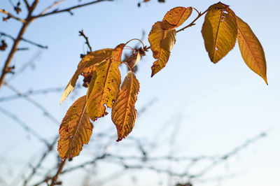 Close-up of autumnal leaves against sky