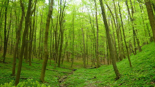 Trees growing in forest