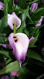 Close-up of pink flower blooming outdoors