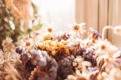 Composition of dried colored flowers in the sunlight.