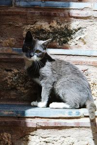 Portrait of cat sitting on steps