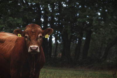 Portrait of cow on field