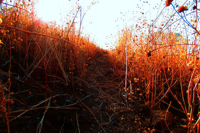 Close-up of plants on field against clear sky