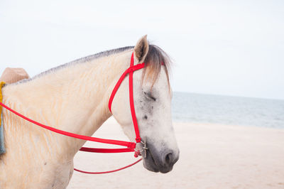 View of a horse on the beach