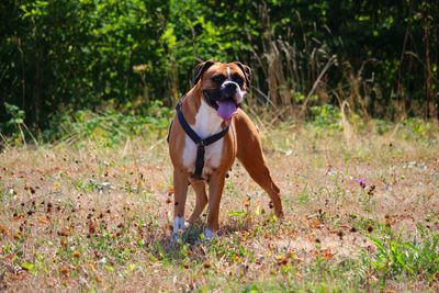 Dog standing in field