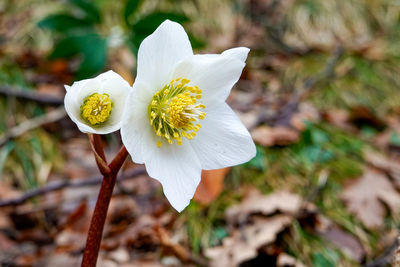 Close-up of white flowering plant