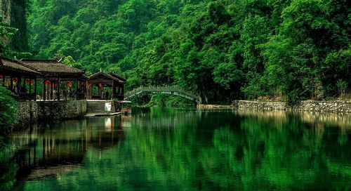 Scenic view of river in forest