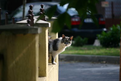 Cat on a wall