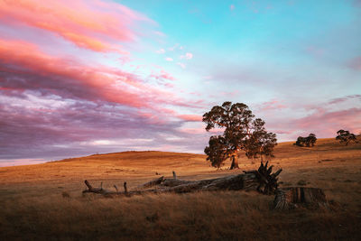 Scenic view of field against sky during sunset