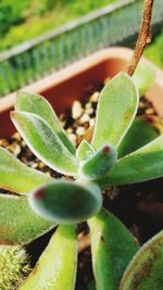 Close-up of succulent plant