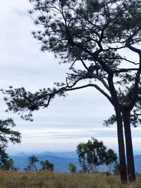 Trees on landscape against sky