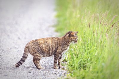 Full length of a cat on field