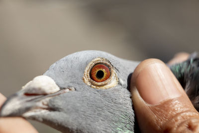 Close-up of a hand holding a bird