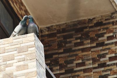 Low angle view of bird perching on wall