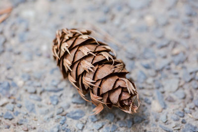 Close-up of dried pine cone on sand