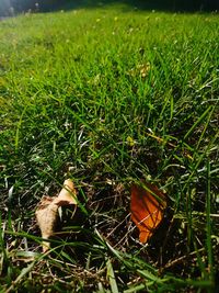 High angle view of mushroom growing on field