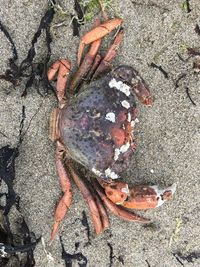 High angle view of crab on sand