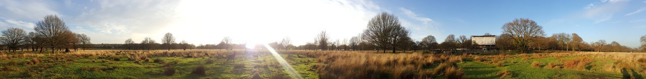 Sun shining through trees on field