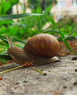 Close-up of snail