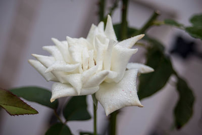 Close-up of flower blooming outdoors