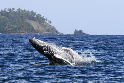 Whale splashing in sea