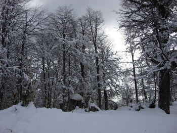 Snow covered trees against sky