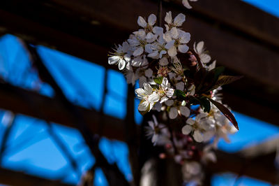 Close-up of white flowering plant