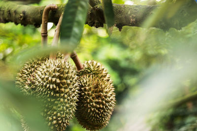 Close-up of fruit growing on tree