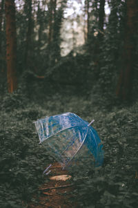 Umbrella in forest