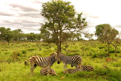 Zebra and zebras on grass against sky