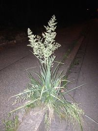 Plants growing in the dark