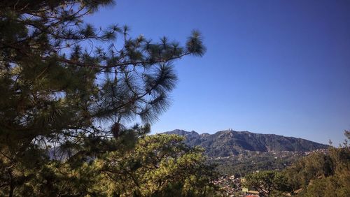 Low angle view of trees against clear sky