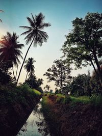 Palm trees on field against sky
