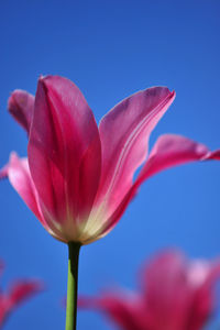 Close-up of pink flower