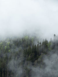 Trees in forest against sky during foggy weather