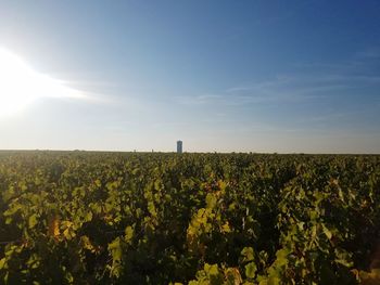 Plants growing on field against sky