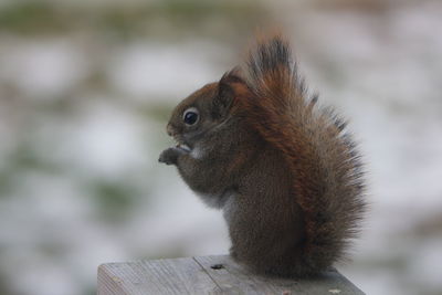 Close-up of squirrel on wood