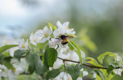 Close-up of bee on white flower
