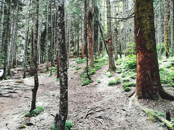 Trees in forest