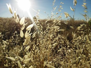 Close-up of stalks growing in field against bright sun