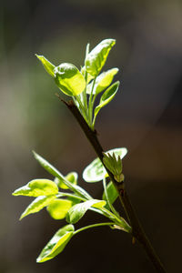 Close-up of plant