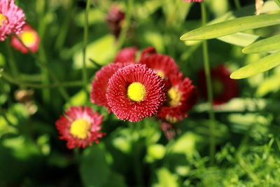 Close-up of red flowering plant