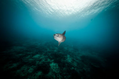 View of fish swimming in sea