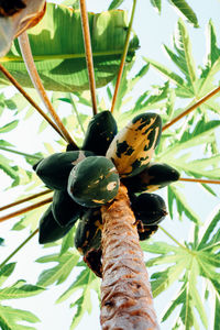 Close-up of insect on plant